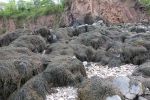 PICTURES/Chignecto Park and  Big Dip Park/t_Big Dip Beach Seaweed9.JPG